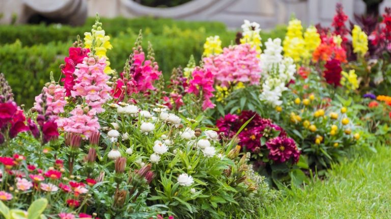 orange snapdragons