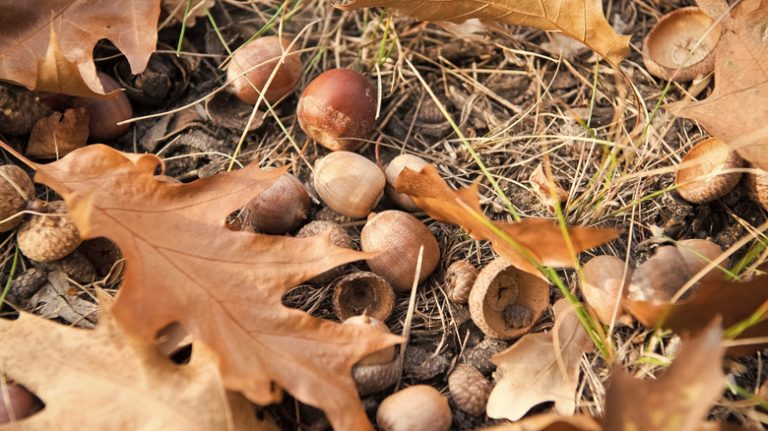 Acorns on ground