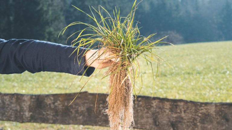 person holding crabgrass