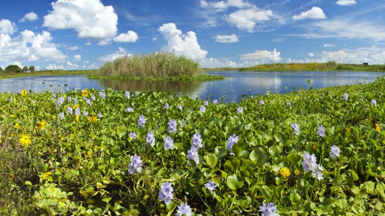 water hyacinth plants