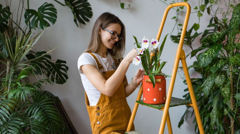 How to Encourage Your Orchid to Bloom Again - Global Ideas
