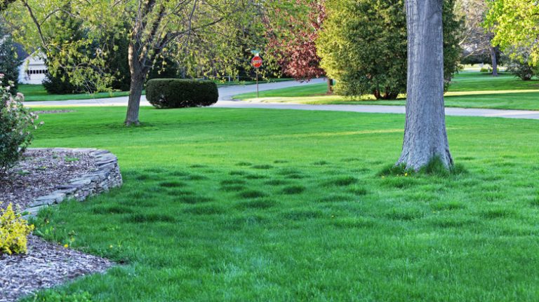 numerous mounds in lawn