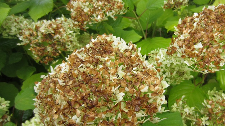 Hydrangeas with flowers turning brown