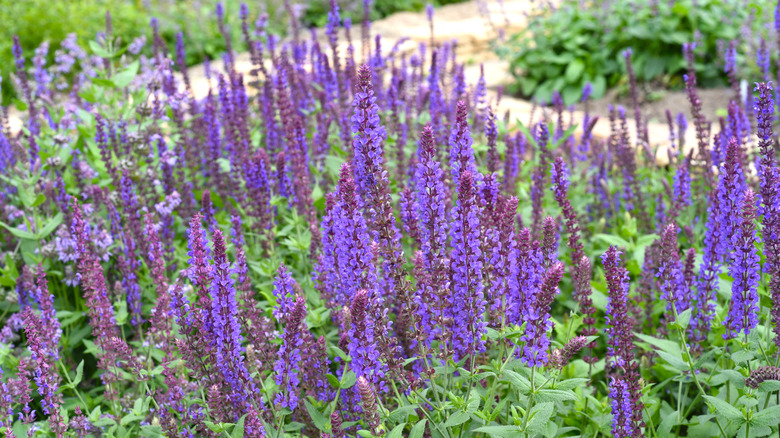 Russian sage plant with purple flowers