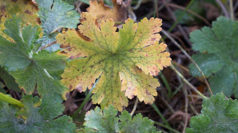 yellow geranium leaf