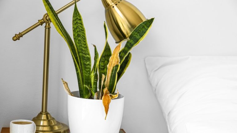 Snake plant with brown leaves