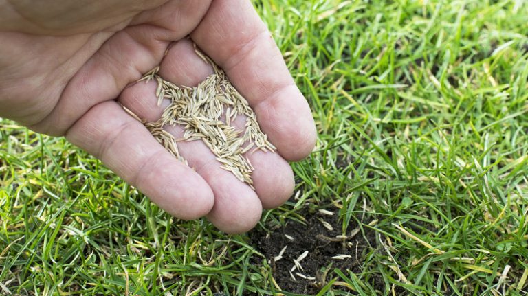 hand holding grass seed