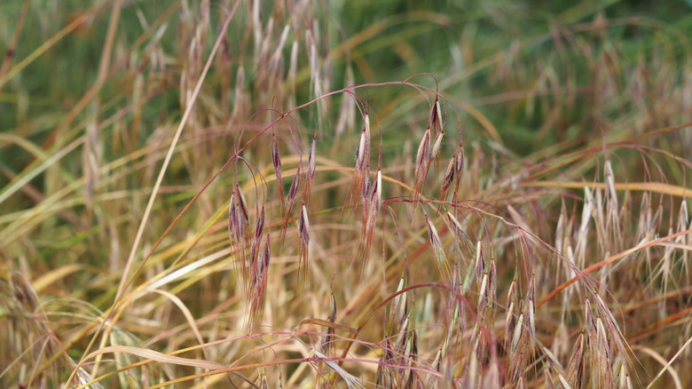 brown and purple cheatgrass weed