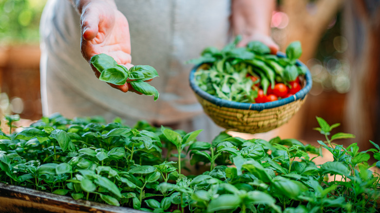 Harvest basil plant