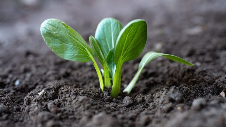 Bok choy seedling