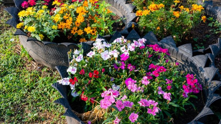 zinnias in pots