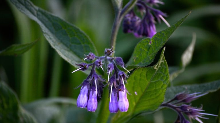 Comfrey