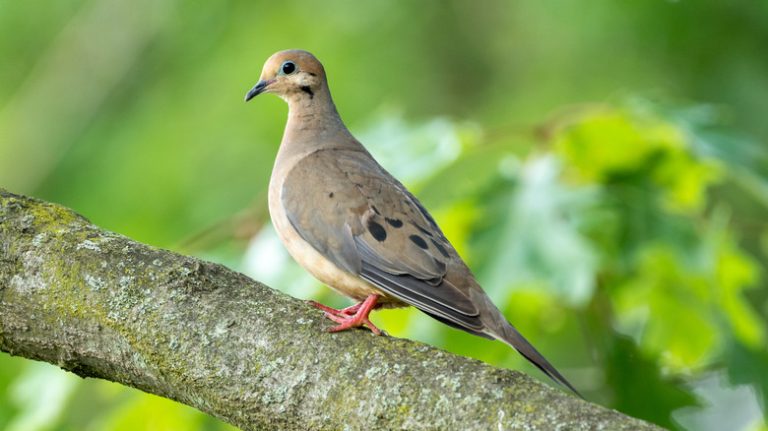 Mourning dove on a branch