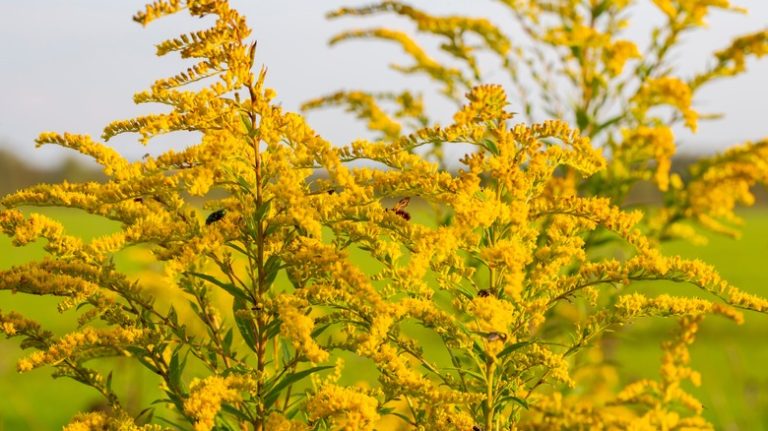 yellow Goldenrod in flower