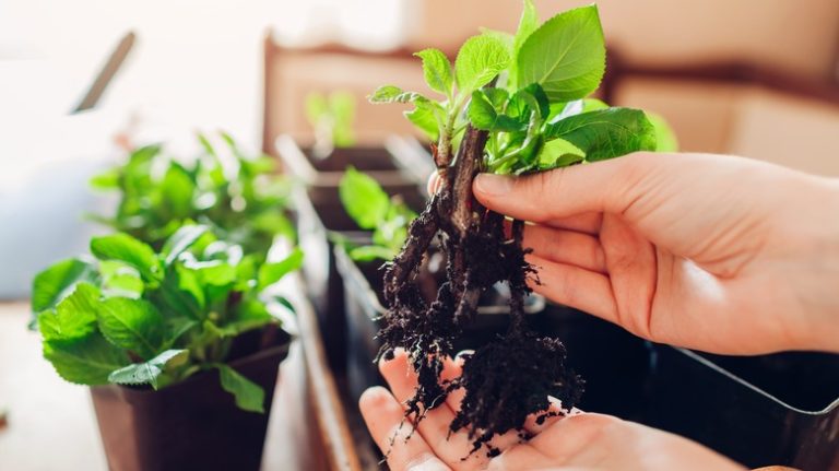 Growing hydrangeas from cuttings