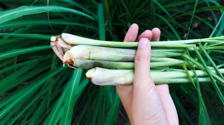 hand holding lemongrass