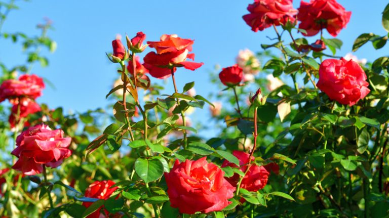 garden roses with thorns