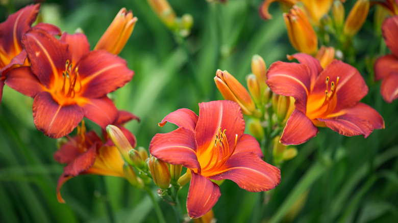 dark orange day lilies blooming garden