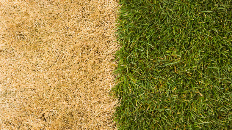 brown grass beside green grass