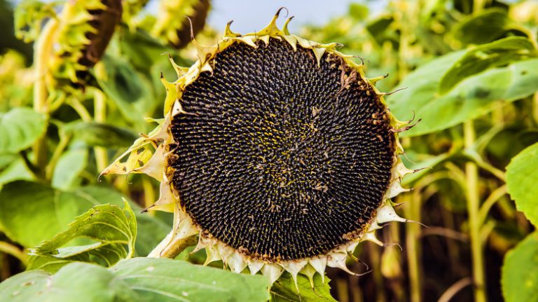 sunflower seeds ready for harvest