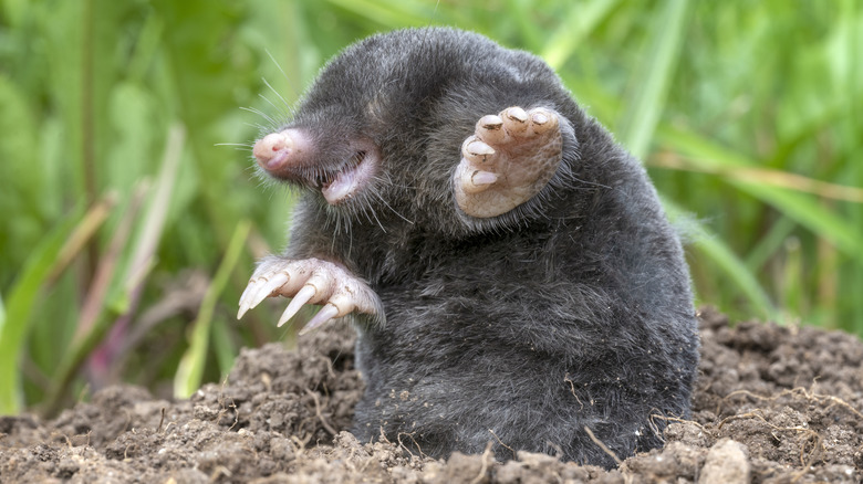 Garden mole peeking out of hole