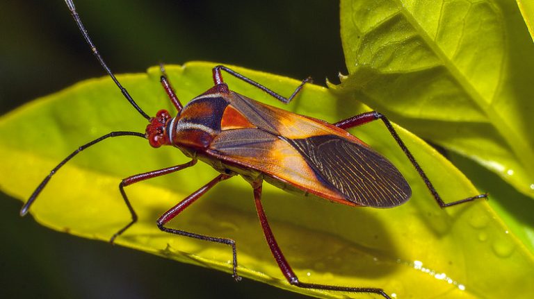 Chinch bug on green leaf