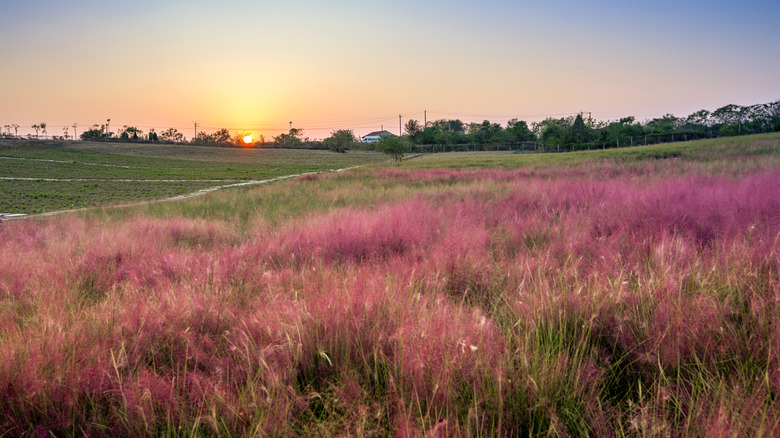 pink hair grass field