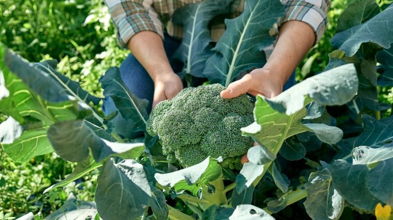 person holding a broccoli head