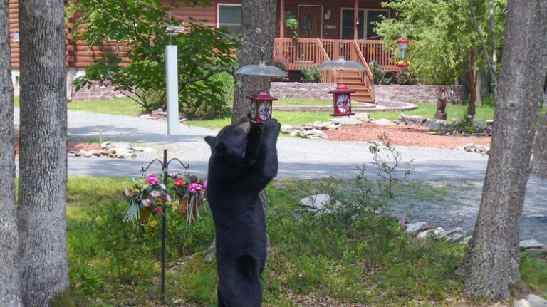 Bear eating bird feeder food