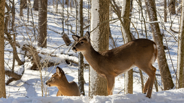 Deer in winter forest