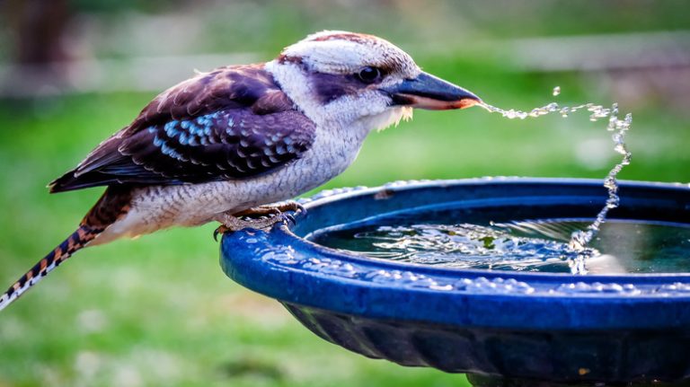 bird drinks at birdbath