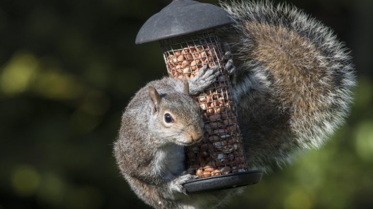 squirrel bird feeder