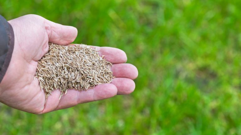 handful of grass seeds