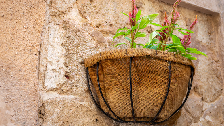 Burlap lined hanging basket