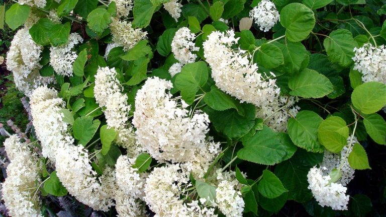 Hydrangea bush growing bent