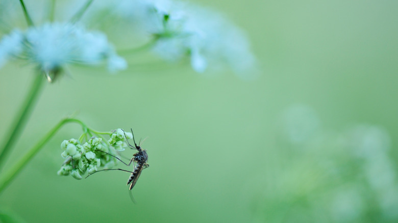 Mosquito on flower at dusk