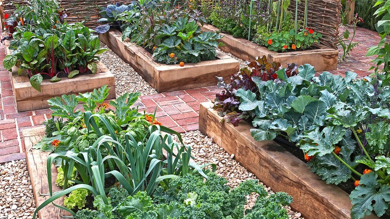 Rows of raised garden beds