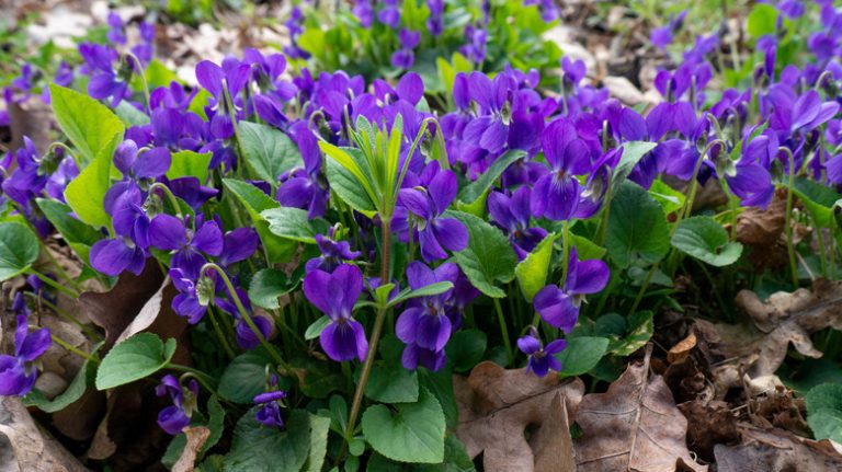 blooming wild violets