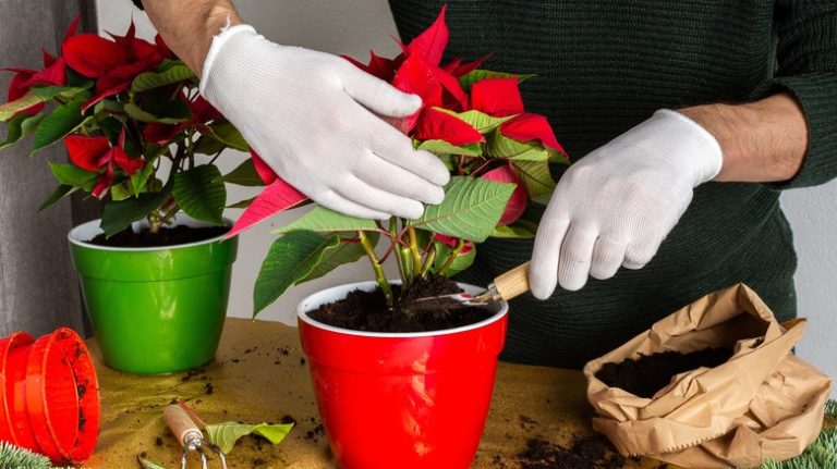 person transplanting poinsettia plants