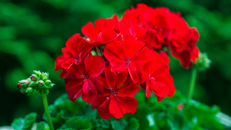 Red geranium