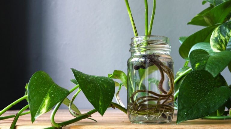 roots growing in clear jar