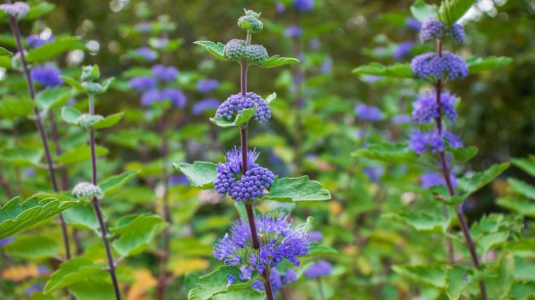 Bluebeard planted in yard