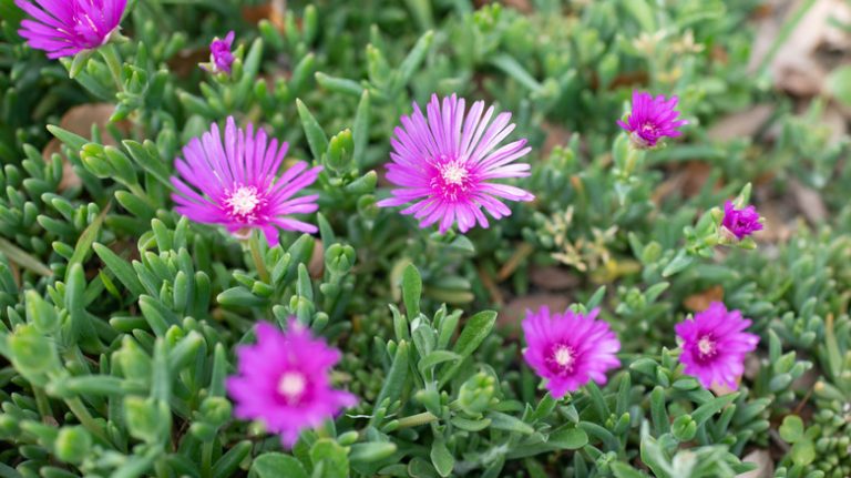 purple ice plant