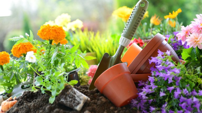 Marigolds in garden