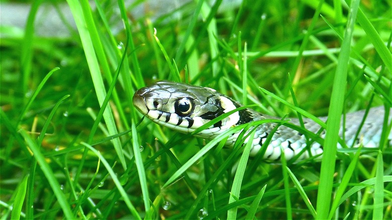 Snake moving through tall grass