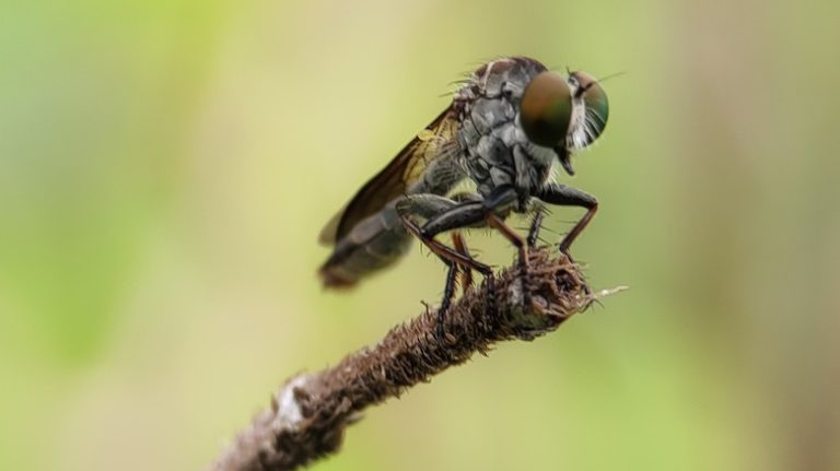 fly on small branch