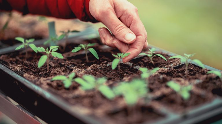 Gardener touches seedling leaves