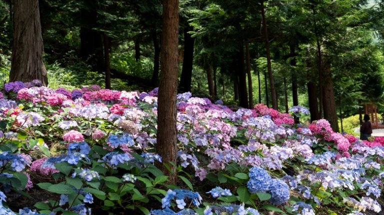 hydrangeas on a slope