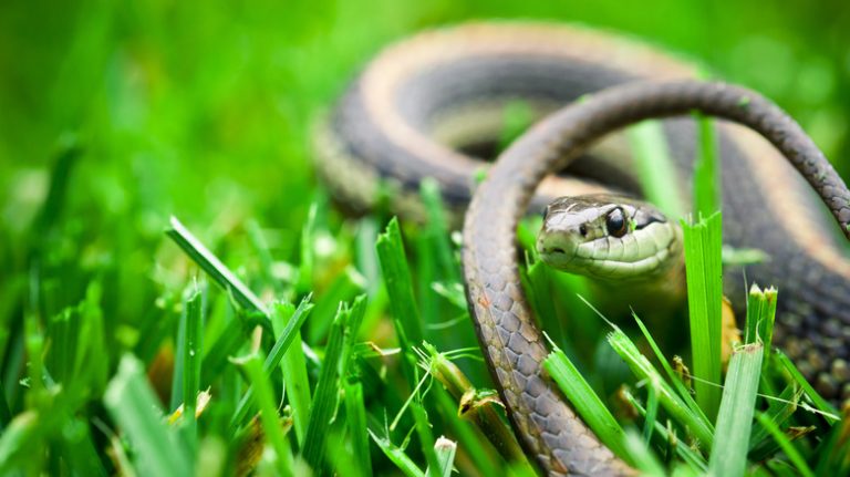 Snake in grass