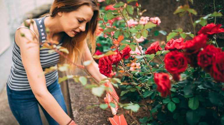 woman tending to roses